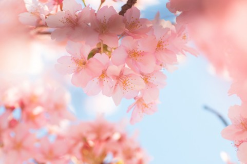 桜a1380_001680
