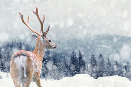 Big male deer on winter mountain backgroundwith snowfalls
